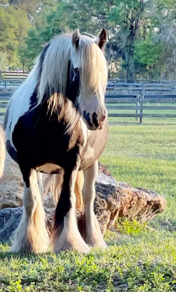 companion-gypsy-vanner-horse