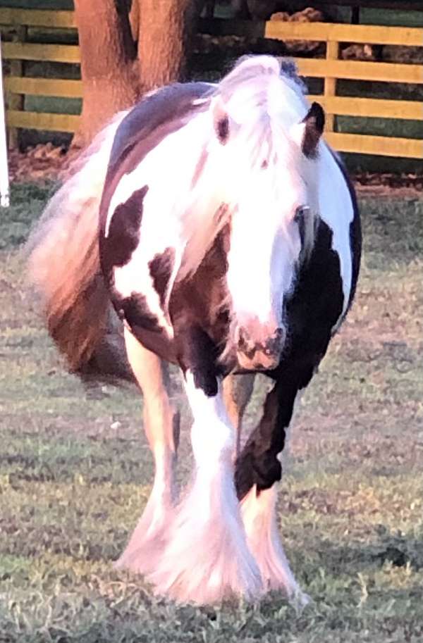 english-pleasure-gypsy-vanner-horse