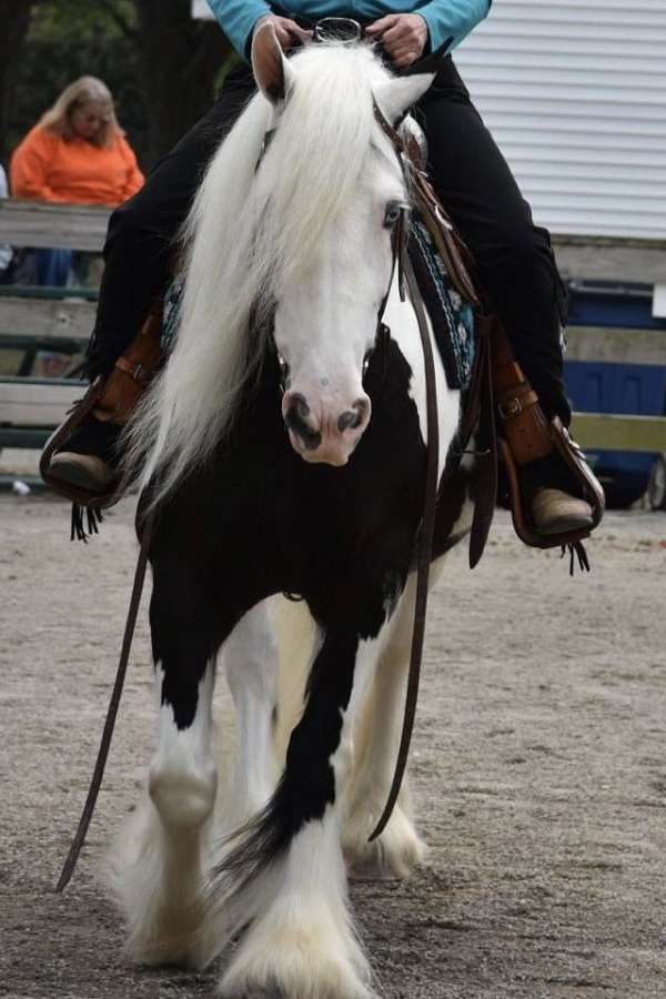 kid-safe-gypsy-vanner-horse