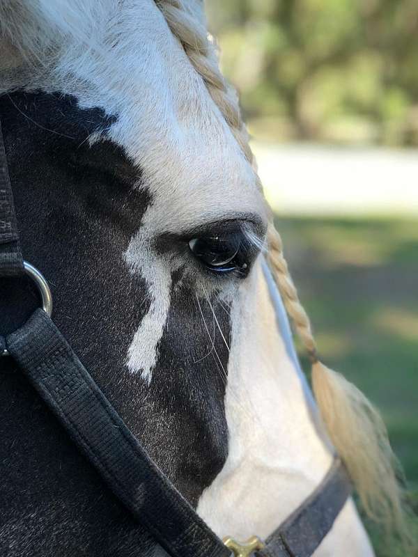 parade-gypsy-vanner-horse
