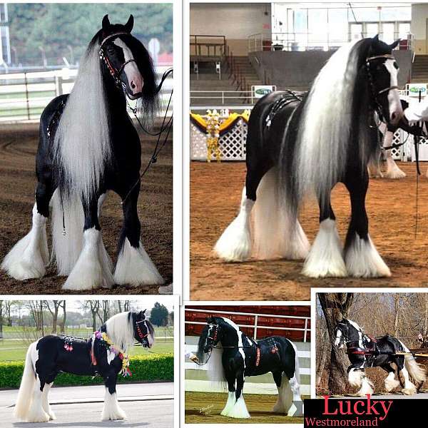 feathered-classic-gypsy-vanner-horse