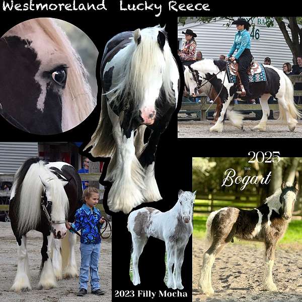 flashy-colt-gypsy-vanner-horse