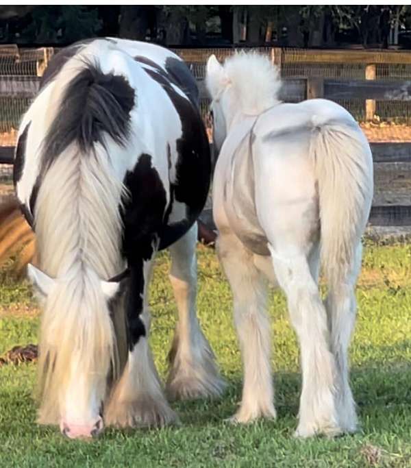 national-gypsy-vanner-horse
