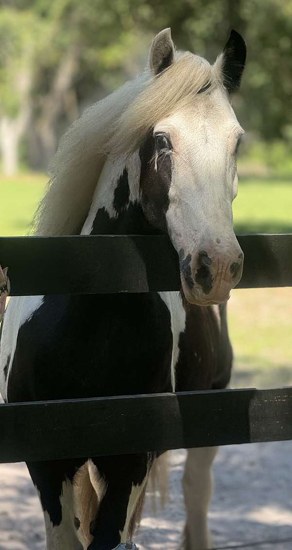 standing-stallions-gypsy-vanner-horse