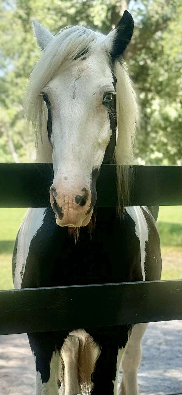 supreme-gypsy-vanner-horse