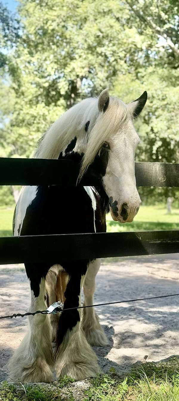 tennesse-gypsy-vanner-horse