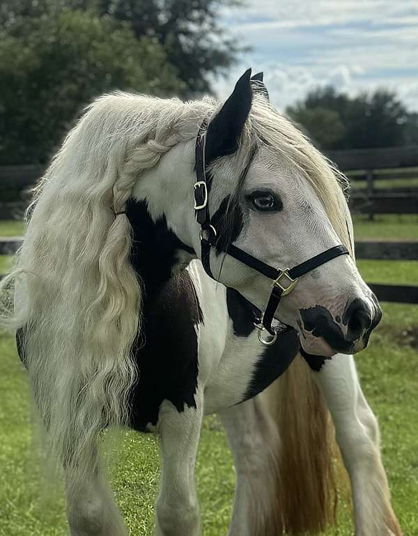 blue-eye-horse