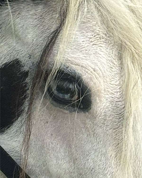 piebald-blue-eye-horse