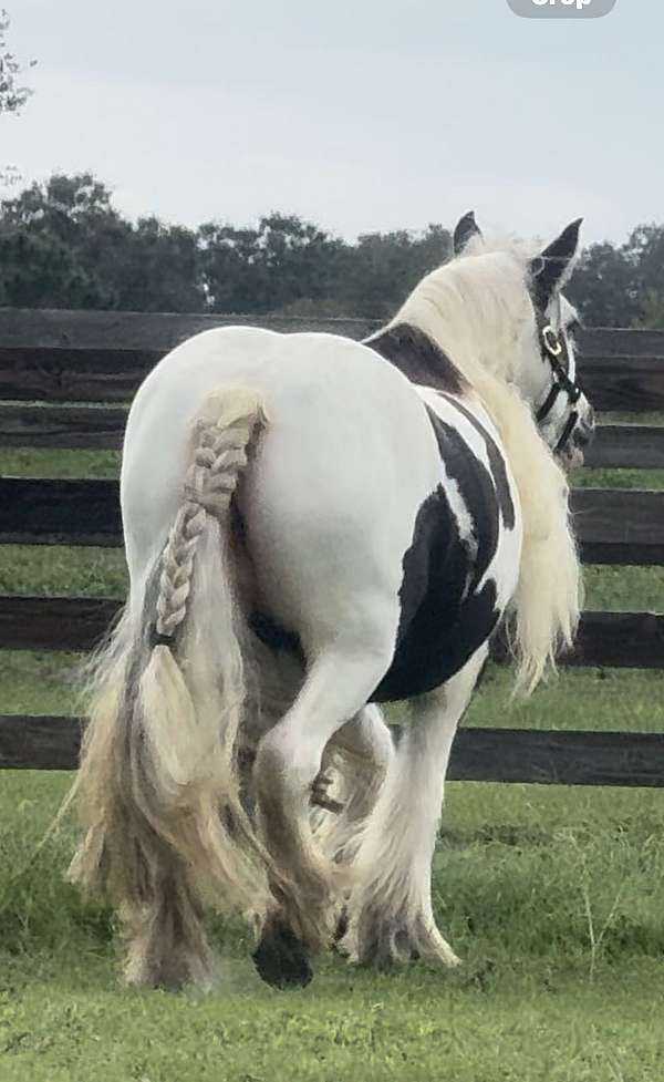 beginner-gypsy-vanner-horse