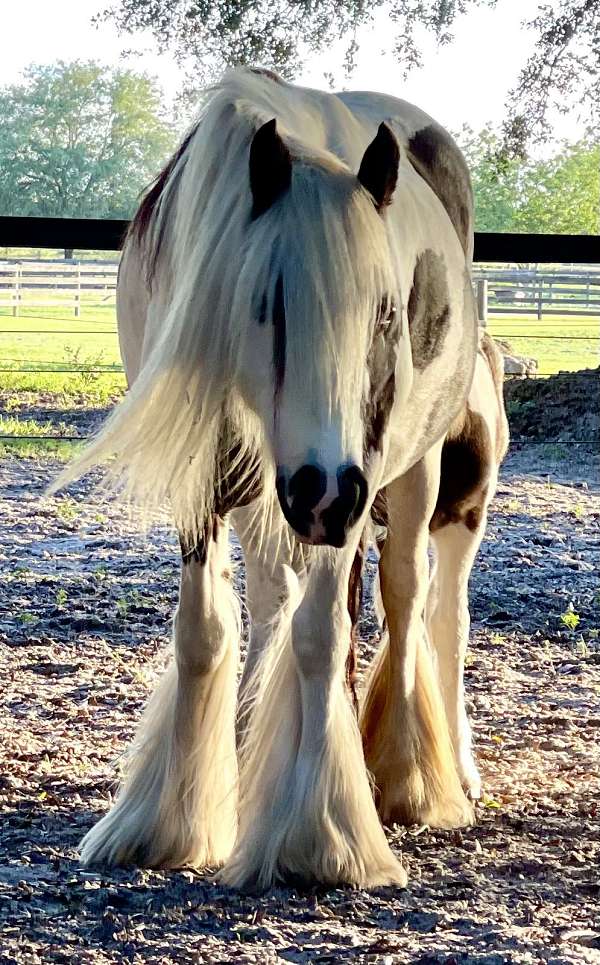 blue-eyed-gypsy-vanner-horse