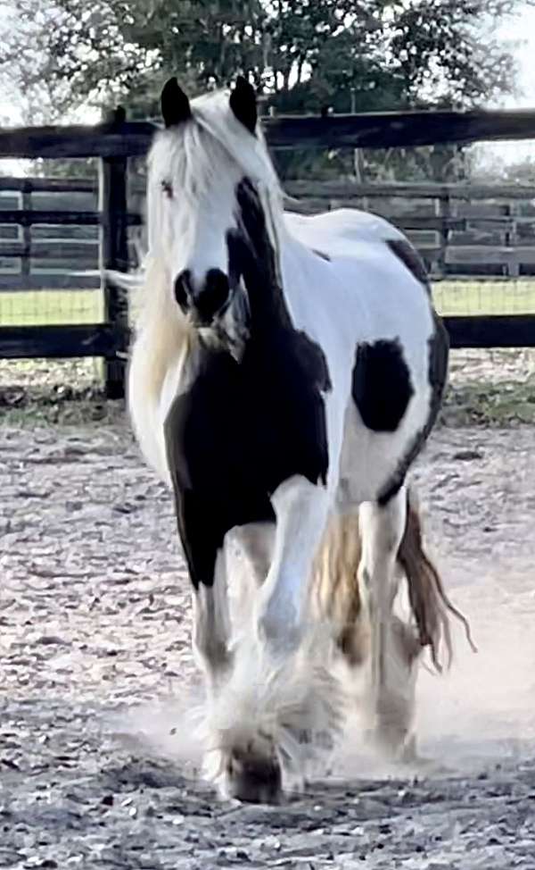 companion-gypsy-vanner-horse