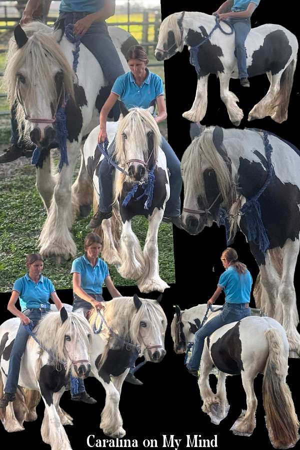 english-pleasure-gypsy-vanner-horse