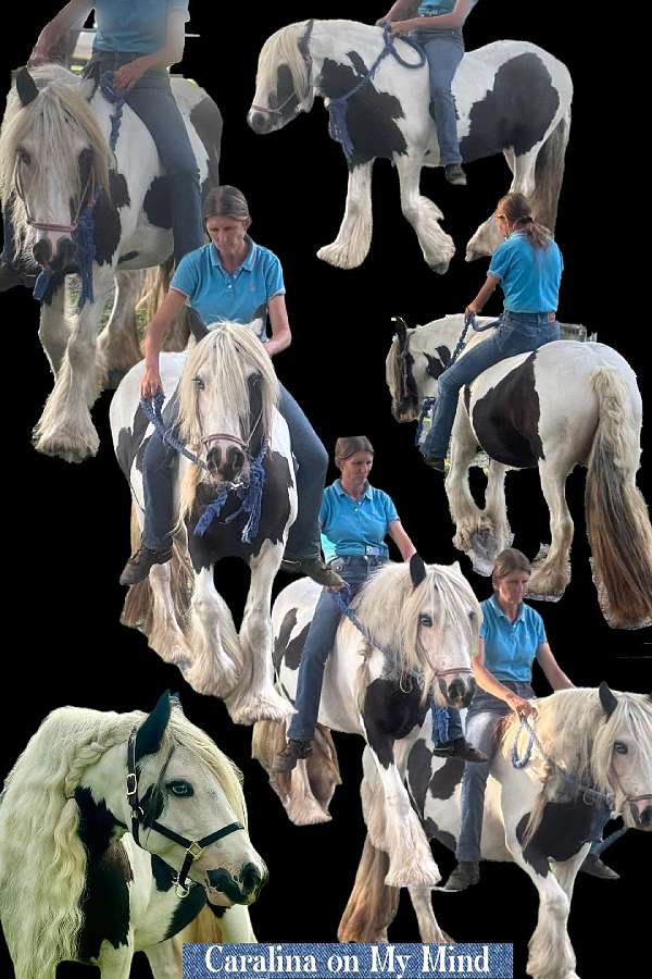kid-safe-gypsy-vanner-horse