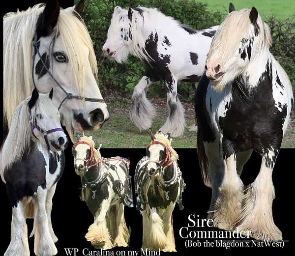 parade-gypsy-vanner-horse