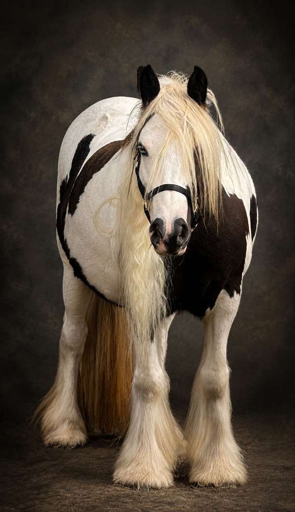 all-around-gypsy-vanner-horse
