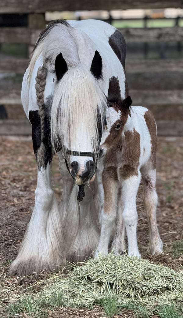 flashy-colt-gypsy-vanner-horse