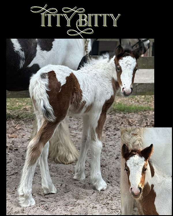 national-gypsy-vanner-horse