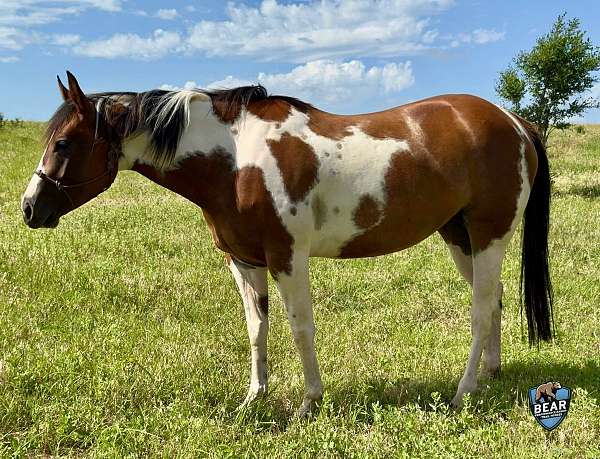 big-boned-pinto-horse
