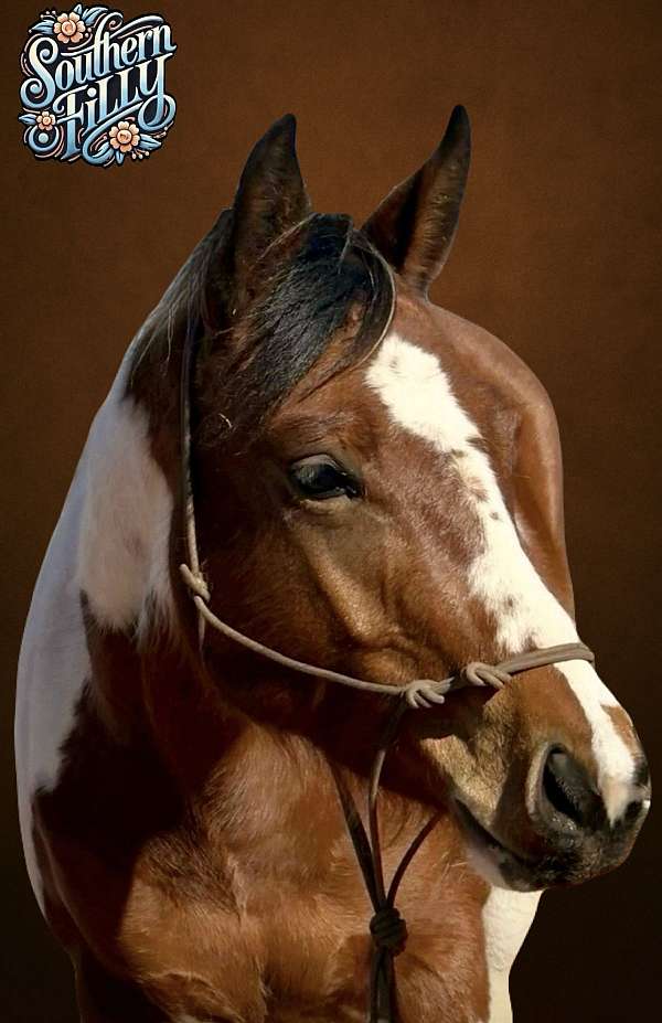 big-stopper-pinto-horse