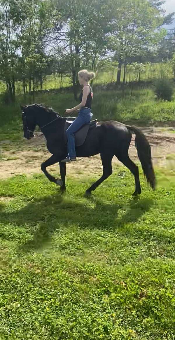 breeding-tennessee-walking-horse