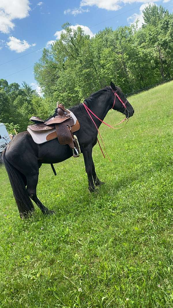 experienced-tennessee-walking-horse