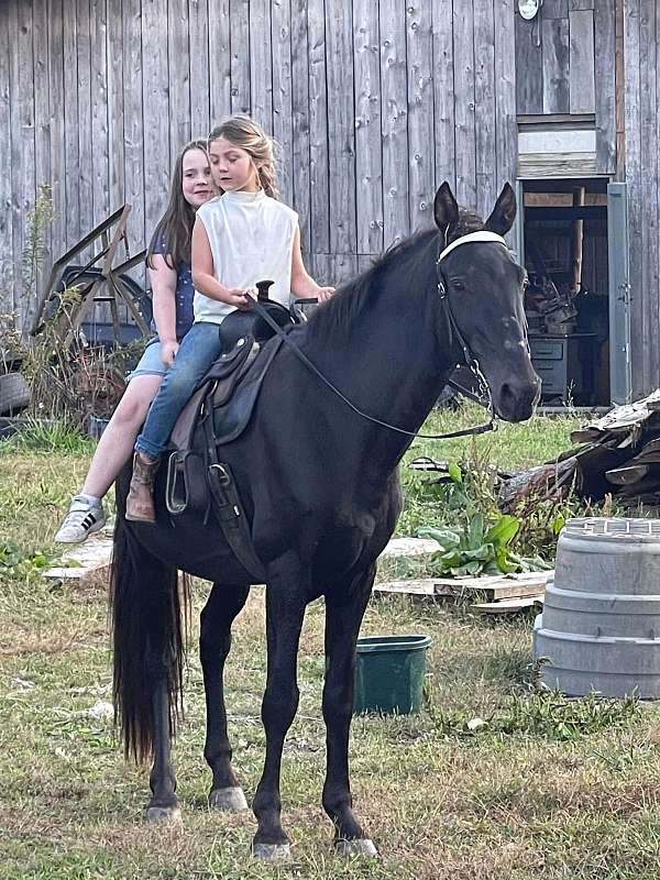 finished-tennessee-walking-horse