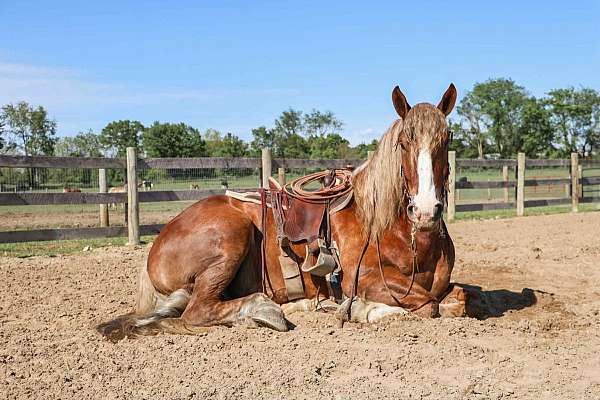 halflinger-haflinger-horse