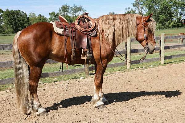 chestnut-blaze-horse