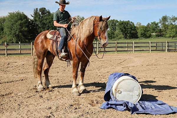 jumps-haflinger-horse