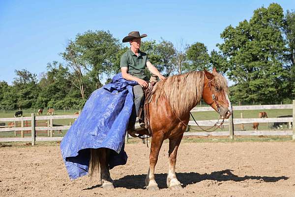 trail-haflinger-horse