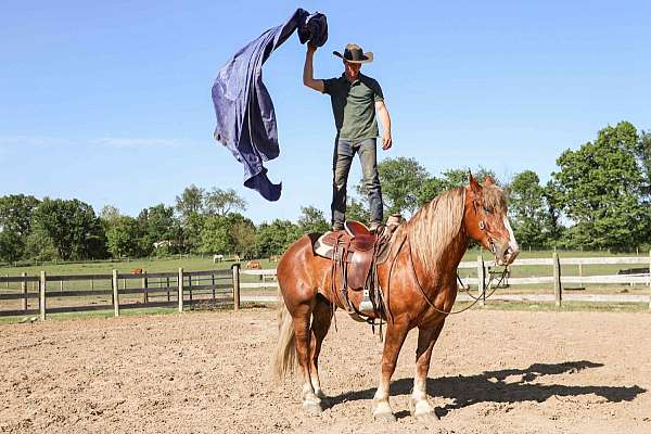 all-around-haflinger-horse