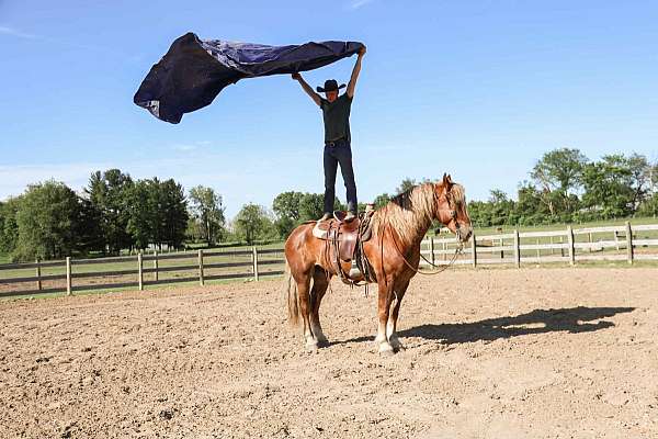 athletic-haflinger-horse