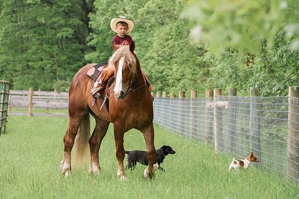 beginner-haflinger-horse