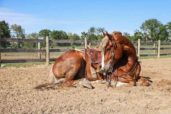 chestnut-haflinger-horse