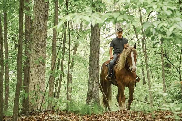 experienced-haflinger-horse