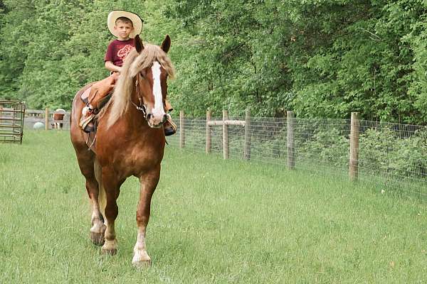 flashy-haflinger-horse