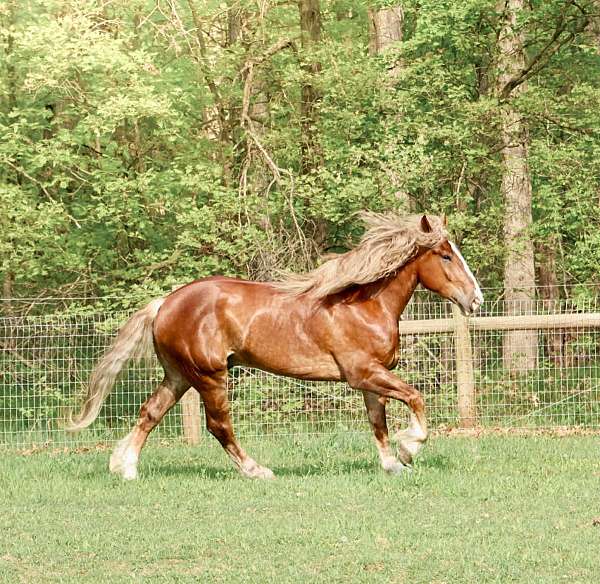 husband-safe-haflinger-horse