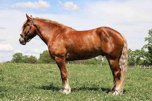 adults-haflinger-horse