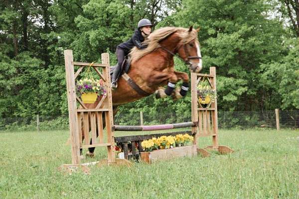 bid-haflinger-horse