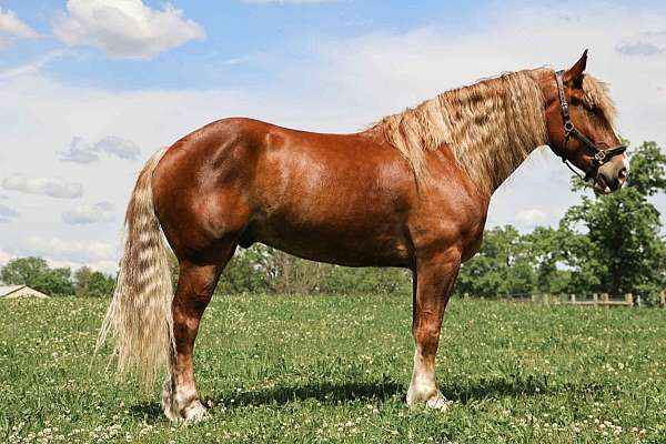 jumper-haflinger-horse