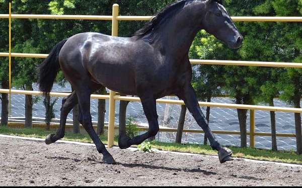 black-white-star-horse
