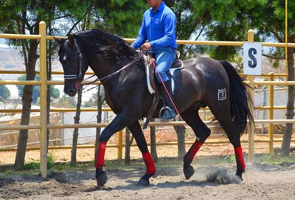 all-around-andalusian-horse
