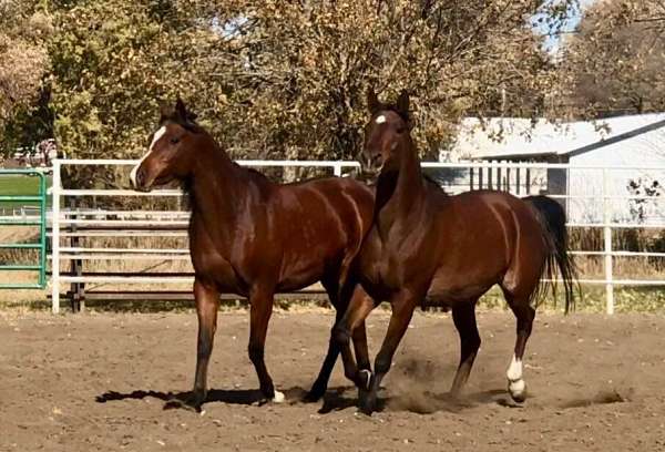 amaar-al-rayyan-arabian-horse
