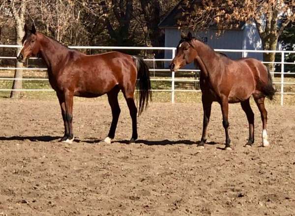 farazdac-arabian-horse