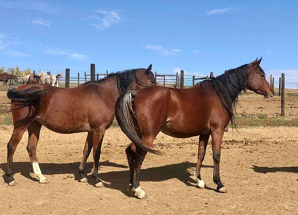 nabiel-horse