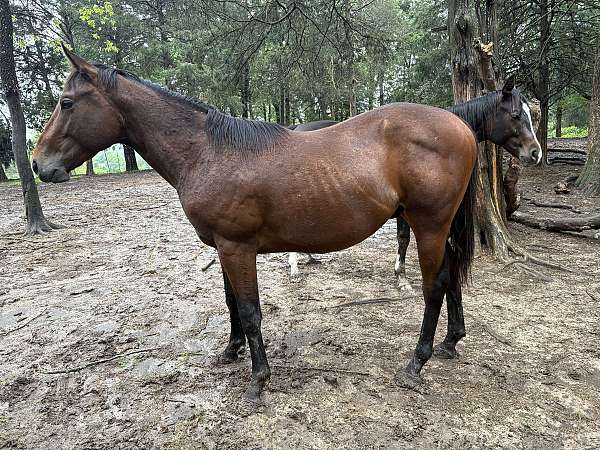 thin-star-curved-to-right-horse