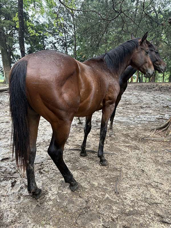 bay-thin-star-curved-to-right-horse