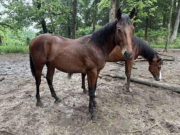 future-fortunes-thoroughbred-horse