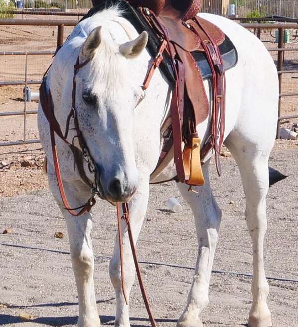 family-horse-quarter
