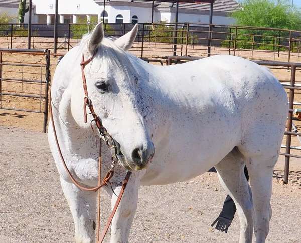 beginner-horse-quarter